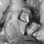 Mổ bụng cá, ngư dân sốc nặng khi phát hiện tiền mặt bên trong avatar1760667445270 1760667445658869459647jpeg