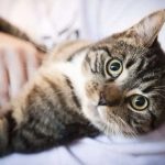 Nuôi mèo có thể thay đổi bộ não của bạn và cả của mèo: Khoa học tiết lộ bí mật đằng sau mối liên kết đặc biệt này avatar1760769913793 1760769914017816087933jpg