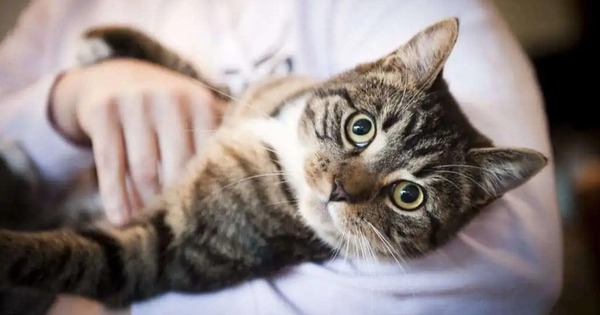 Nuôi mèo có thể thay đổi bộ não của bạn và cả của mèo: Khoa học tiết lộ bí mật đằng sau mối liên kết đặc biệt này avatar1760769913793 1760769914017816087933jpg