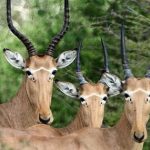 Bí ẩn về loài linh dương 4 mắt: Chỉ còn lại chưa đến 500 con trên khắp hành tinh avatar1760884647847 1760884648393865658845jpg