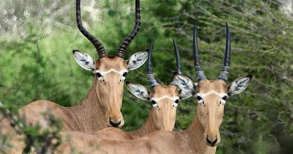 Bí ẩn về loài linh dương 4 mắt: Chỉ còn lại chưa đến 500 con trên khắp hành tinh avatar1760884647847 1760884648393865658845jpg