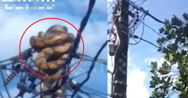 Nhìn lên cột điện, người dân phát hiện cảnh tượng "đáng sợ" giữa ban ngày avatar1761015144279 1761015144710176173329 0 0 315 504 crop 17610151604311015041783png