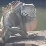 "Quái thú khổng lồ" ngồi chễm chệ trên phố, người dân Đài Nam (Trung Quốc) xôn xao: Đây có phải là Godzilla thật? avatar1761117880796 17611178815651213895649jpg