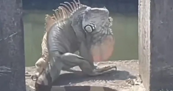 "Quái thú khổng lồ" ngồi chễm chệ trên phố, người dân Đài Nam (Trung Quốc) xôn xao: Đây có phải là Godzilla thật? avatar1761117880796 17611178815651213895649jpg