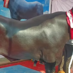 Con trâu khủng giá 65 tỷ đồng, ít hơn chủ nhân "không ưng bán" avatar1761186985019 1761186985382416509574png