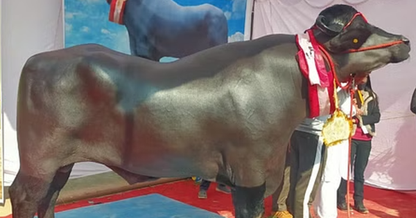 Con trâu khủng giá 65 tỷ đồng, ít hơn chủ nhân "không ưng bán" avatar1761186985019 1761186985382416509574png