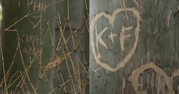 Rừng tre nổi tiếng Nhật Bản bị khắc chữ, trái tim chi chít avatar1761277104826 1761277105360802183952png