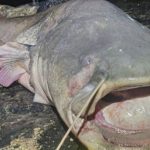 Cần thủ câu được con cá khổng lồ dài 2,97 mét, nặng 117kg avatar1761295929835 17612959303462019424605jpg