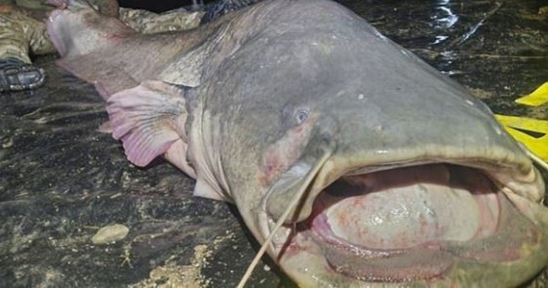 Cần thủ câu được con cá khổng lồ dài 2,97 mét, nặng 117kg avatar1761295929835 17612959303462019424605jpg