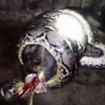 Nghe tiếng động trong đêm, người đàn ông ra kiểm tra thì sốc nặng avatar1761297684885 1761297685266769734635 0 56 315 560 crop 17612977008361506611366jpeg