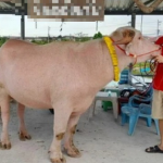 Con trâu màu "lạ" được trả 1,7 tỷ đồng, người đàn ông liền gật đầu bán avatar1761380137263 1761380137958967277281 0 66 315 570 crop 17613801515462046720729png