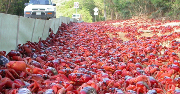 Hàng triệu con cua đỏ tràn ra đường trong cuộc di cư avatar1761382196705 17613821970651377268326 0 77 315 581 crop 1761382506169866208778jpg