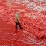 Sau trận mưa kỳ lạ, bãi biển bất ngờ nhuộm đỏ như máu, cơ quan lữ hành nói: Liên quan tới tên gọi nơi này avatar1761453618620 17614536205791318512054 30 0 478 717 crop 17614597288951293919858png