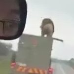 Sư tử nhảy khỏi xe tải đang chạy rồi tẩu thoát, người đi đường sốc nặng avatar1761461290180 1761461290467119658206 0 0 315 504 crop 17614613070552043247152jpg