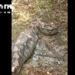 Nhìn ra vườn, người dân phát hiện cảnh tượng nổi da gà avatar1761645299624 17616453000741437407119 0 37 315 541 crop 17616465975011232609274png