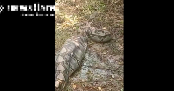 Nhìn ra vườn, người dân phát hiện cảnh tượng nổi da gà avatar1761645299624 17616453000741437407119 0 37 315 541 crop 17616465975011232609274png