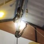 Bắt được trăn khổng lồ nặng 22kg lơ lửng trên trần nhà dân avatar1761707254930 17617072553742003362458 0 37 315 541 crop 1761707264960286175798jpg