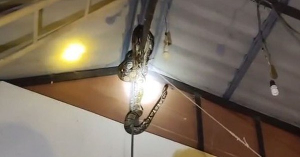 Bắt được trăn khổng lồ nặng 22kg lơ lửng trên trần nhà dân avatar1761707254930 17617072553742003362458 0 37 315 541 crop 1761707264960286175798jpg