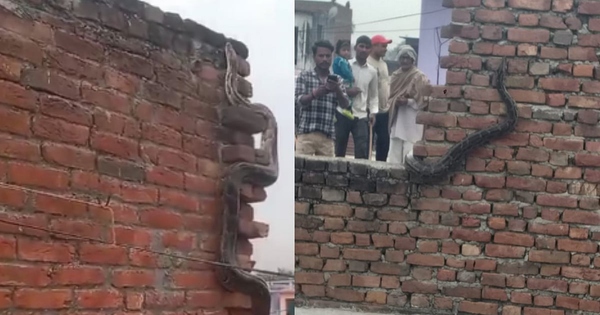 Nhìn lên tường, người dân sốc nặng khi thấy cảnh tượng nổi da gà avatar1761718880908 176171888139392286520jpg