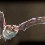 Phát hiện chủng virus corona mới ở dơi Brazil mang đặc điểm di truyền như COVID-19 avatar1761787247540 1761787248002119335484png