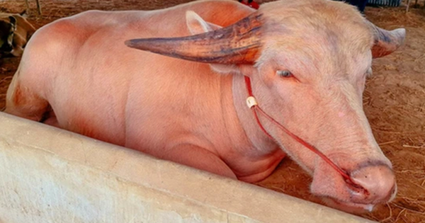 Con trâu bạch tạng được trả giá 1,4 tỷ đồng, chủ trâu cân nhắc mãi mới chịu bán avatar1761793630938 1761793631399576024102 0 24 315 528 crop 1761793643894495142614png