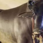 Con trâu khổng lồ có giá hơn 68 tỷ đồng avatar1761811299384 1761811299685330443465 0 16 315 520 crop 17618113136341668041973jpg