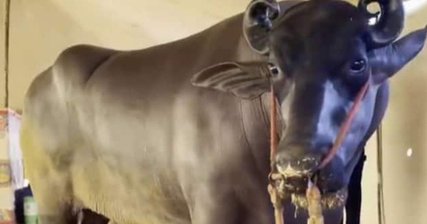 Con trâu khổng lồ có giá hơn 68 tỷ đồng avatar1761811299384 1761811299685330443465 0 16 315 520 crop 17618113136341668041973jpg