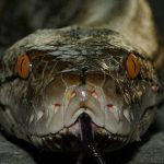 Loài rắn dài nhất thế giới, Việt Nam cũng có: Từng ghi nhận cá thể đạt gần 10 mét avatar1761812836016 1761812836268987925409jpg