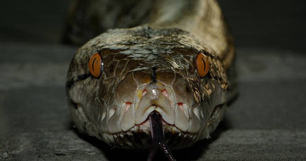 Loài rắn dài nhất thế giới, Việt Nam cũng có: Từng ghi nhận cá thể đạt gần 10 mét avatar1761812836016 1761812836268987925409jpg