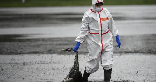 Thế giới có thể đối mặt 1 đại dịch mới từ chủng gia cầm bị bỏ qua này avatar1761819451799 1761819452292423947689 33 0 596 900 crop 17618194841361921583187jpg