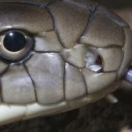 Loài rắn độc dài nhất thế giới, Việt Nam cũng có: Một cú tấn công đủ giết 20 người avatar1761892871334 1761892871814654996230 0 280 700 1400 crop 17618929134991886508815jpg