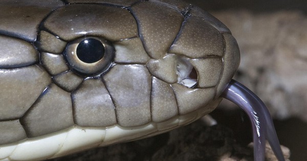 Loài rắn độc dài nhất thế giới, Việt Nam cũng có: Một cú tấn công đủ giết 20 người avatar1761892871334 1761892871814654996230 0 280 700 1400 crop 17618929134991886508815jpg