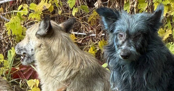 Bí ẩn đàn chó lông xanh xuất hiện gần khu thảm họa hạt nhân Chernobyl avatar1761902980006 17619029803371456756530jpg