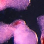 Các nhà khoa học tạo ra máu người trong phòng thí nghiệm: Bước tiến đột phá mở ra kỷ nguyên mới cho y học tái tạo avatar1762073684586 1762073684879532331923jpg