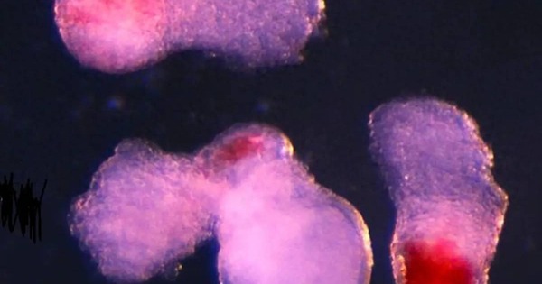 Các nhà khoa học tạo ra máu người trong phòng thí nghiệm: Bước tiến đột phá mở ra kỷ nguyên mới cho y học tái tạo avatar1762073684586 1762073684879532331923jpg