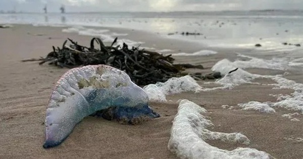 Những sinh vật có khả năng gây chết người dạt vào bãi biển nổi tiếng avatar1762140679044 17621406793532025330652 0 50 315 554 crop 17621406930321506385928jpg