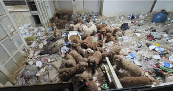 36 con poodle bị bỏ đói, sống chung 17 bộ xương chó, rác thải ngập ngụa trong một tòa nhà avatar1762147217737 1762147218302538930835jpg