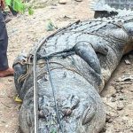 Người dân bắt được cá sấu khổng lồ dài 7 mét, nặng gần 1 tấn dưới sông avatar1762163605630 1762163606110871802744 0 35 315 539 crop 17621636214871427493151jpg