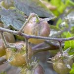 Ở "phòng thí nghiệm sống" của Darwin, một thứ đang tiến hóa ngược avatar1762230360781 17622303611131202762988 0 0 315 504 crop 1762230372728729211746jpg