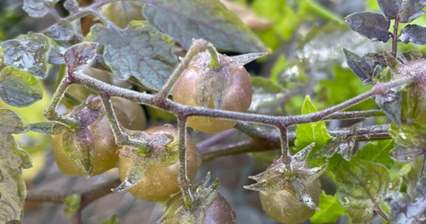 Ở "phòng thí nghiệm sống" của Darwin, một thứ đang tiến hóa ngược avatar1762230360781 17622303611131202762988 0 0 315 504 crop 1762230372728729211746jpg