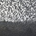 Hàng triệu con chim có hành vi lạ trên bầu trời, nhà khoa học cảnh báo: Dấu hiệu chẳng lành cho nhân loại avatar1762243174735 1762243175203571103757 0 39 678 1124 crop 17622431886361344517727jpg