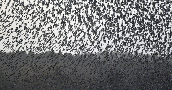 Hàng triệu con chim có hành vi lạ trên bầu trời, nhà khoa học cảnh báo: Dấu hiệu chẳng lành cho nhân loại avatar1762243174735 1762243175203571103757 0 39 678 1124 crop 17622431886361344517727jpg