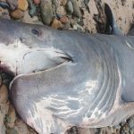 Cá mập khổng lồ liên tiếp dạt vào bờ gây xôn xao avatar1762248635329 17622486358351186566118jpg