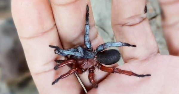 Các nhà khoa học tìm thấy một loài nhện nửa đực, nửa cái ở Thái Lan avatar1762327477074 17623274775652118034985jpg