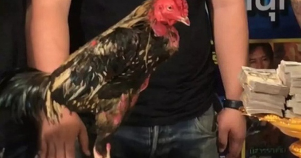 Con gà chọi được trả 2,3 tỷ đồng, chủ gà liền đồng ý bán avatar1762492466881 17624924674931110101714 0 0 315 504 crop 17624924982961258446782jpg