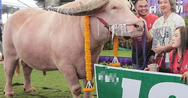 Mang con trâu có màu "lạ" đi bán, người đàn ông "ôm" 12 tỷ đồng về nhà avatar1762593288821 17625932892281115254892 0 0 315 504 crop 17625933056601722374097png