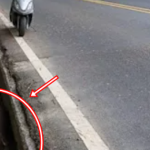 Con vật nặng hơn 100kg chết bất thường trong mương giữa dịch bệnh: Cư dân lo ngại, chính quyền vào cuộc avatar1762674071638 1762674072137245230322png