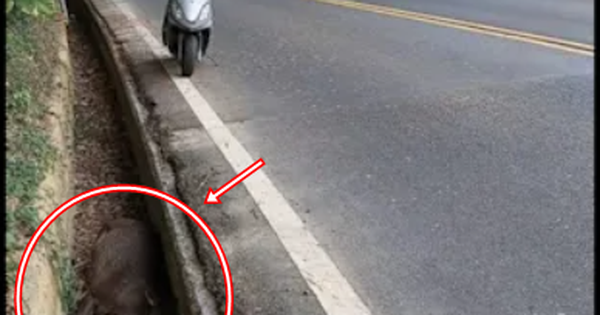 Con vật nặng hơn 100kg chết bất thường trong mương giữa dịch bệnh: Cư dân lo ngại, chính quyền vào cuộc avatar1762674071638 1762674072137245230322png