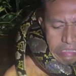 Cảnh tượng kinh hoàng: Trăn khổng lồ kéo người trên thuyền xuống sông ở Indonesia avatar1762675315214 1762675315589729310701 0 96 315 600 crop 1762675339369716264082jpeg