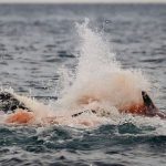 Lần đầu tiên con người vừa chụp được những hình ảnh đáng kinh ngạc này ở Na Uy avatar1762675501635 1762675502102422060469 0 42 315 546 crop 17626755326671081045248jpg